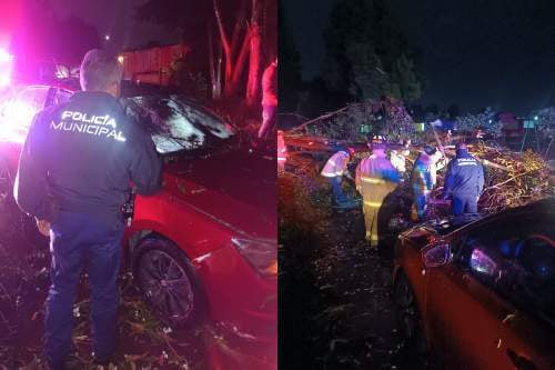 Árbol cae sobre un vehículo en Las Margaritas, pero no se reportan heridos